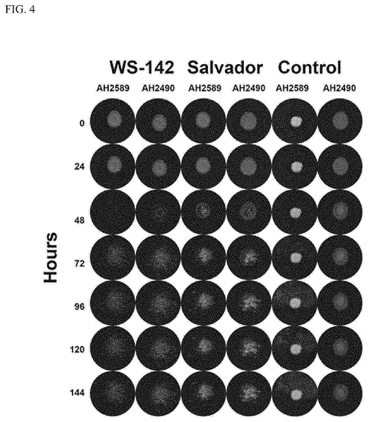 Anti-biofilm agents and uses thereof