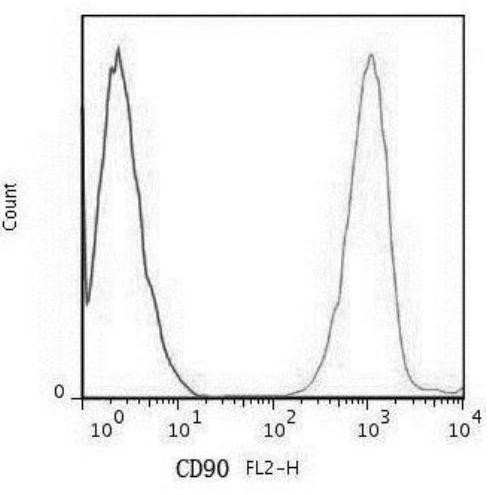 Umbilical cord mesenchymal stem cell primary isolated culture method capable of increasing yield