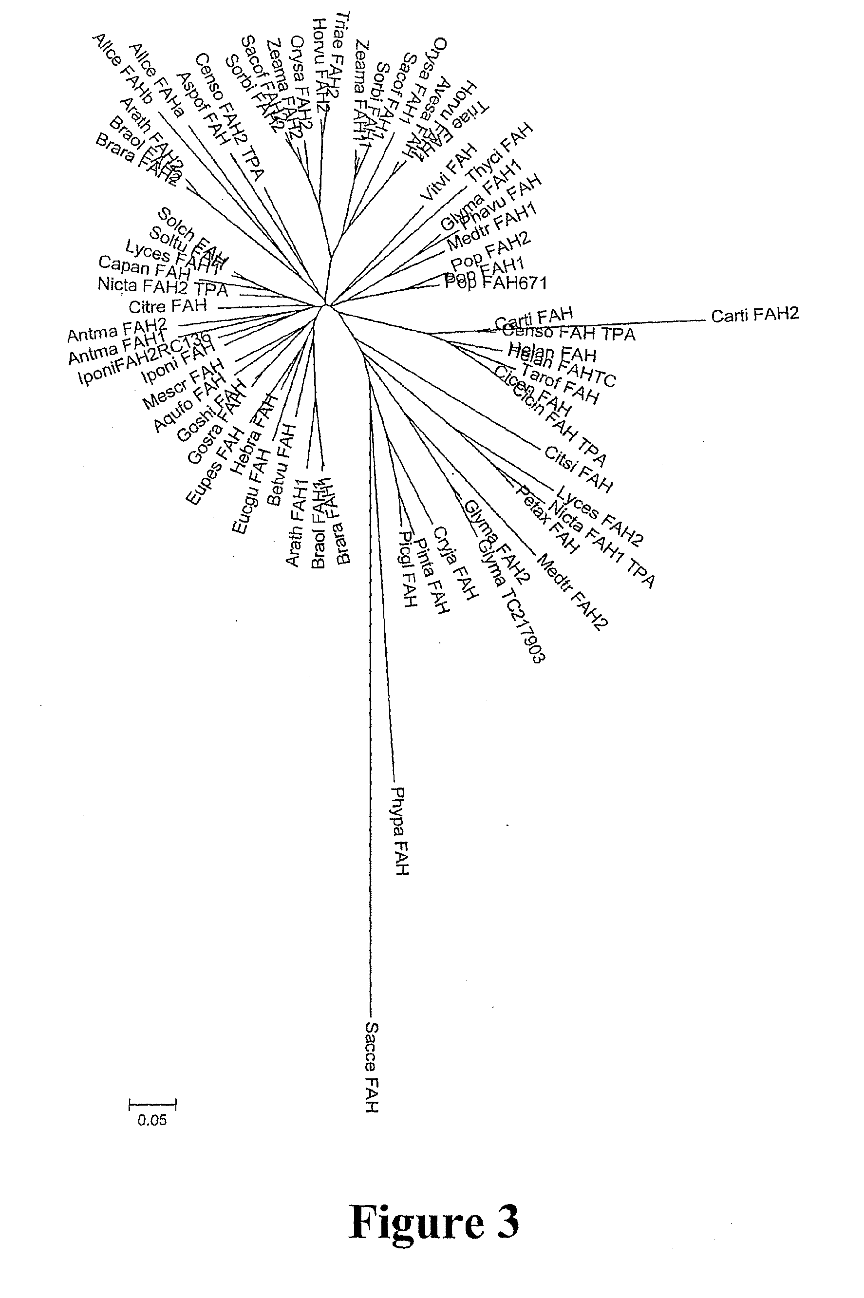 Recombinant cells and methods for hydroxylating fatty acids