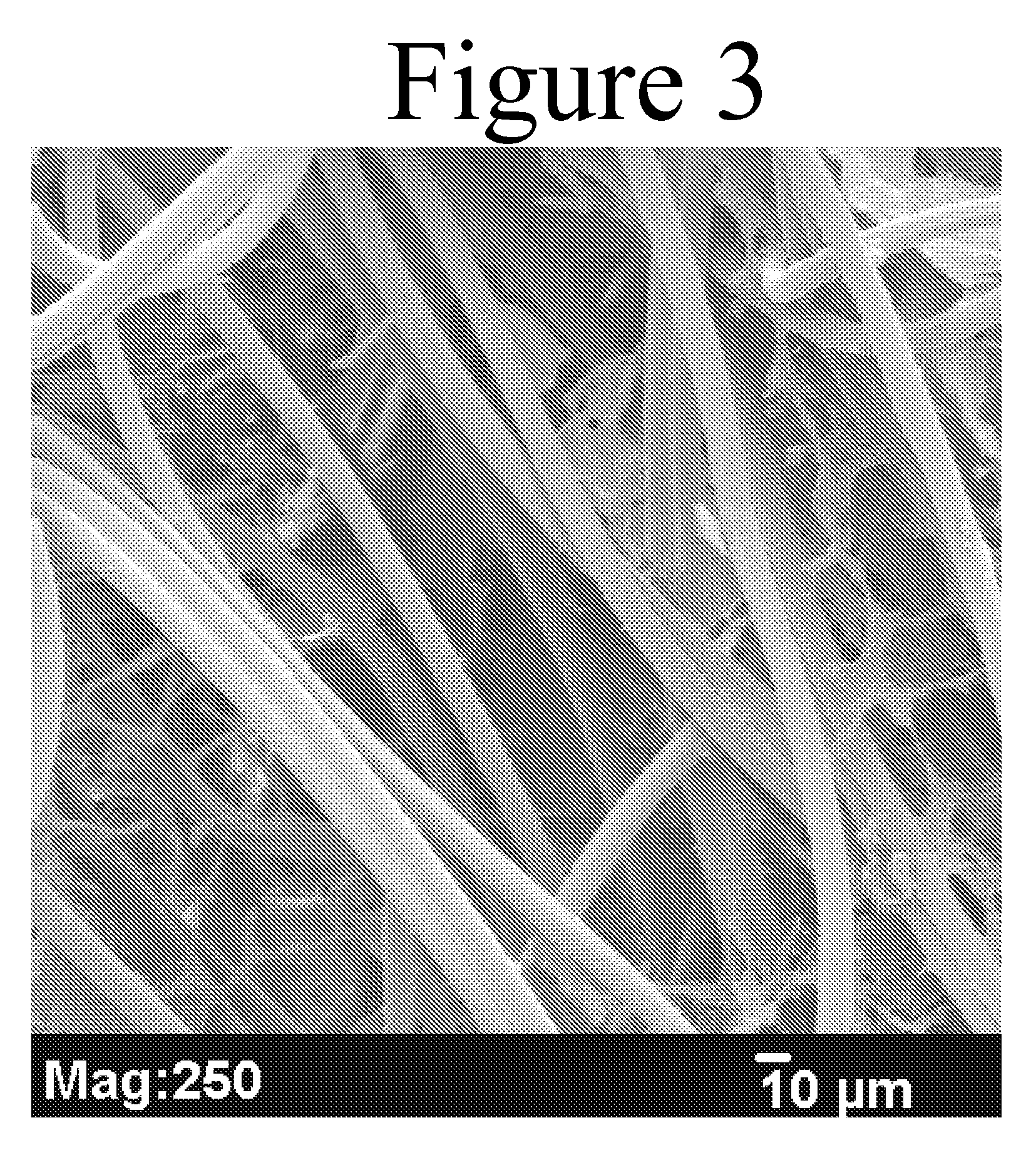 Composite Scaffolds Seeded with Mammalian Cells