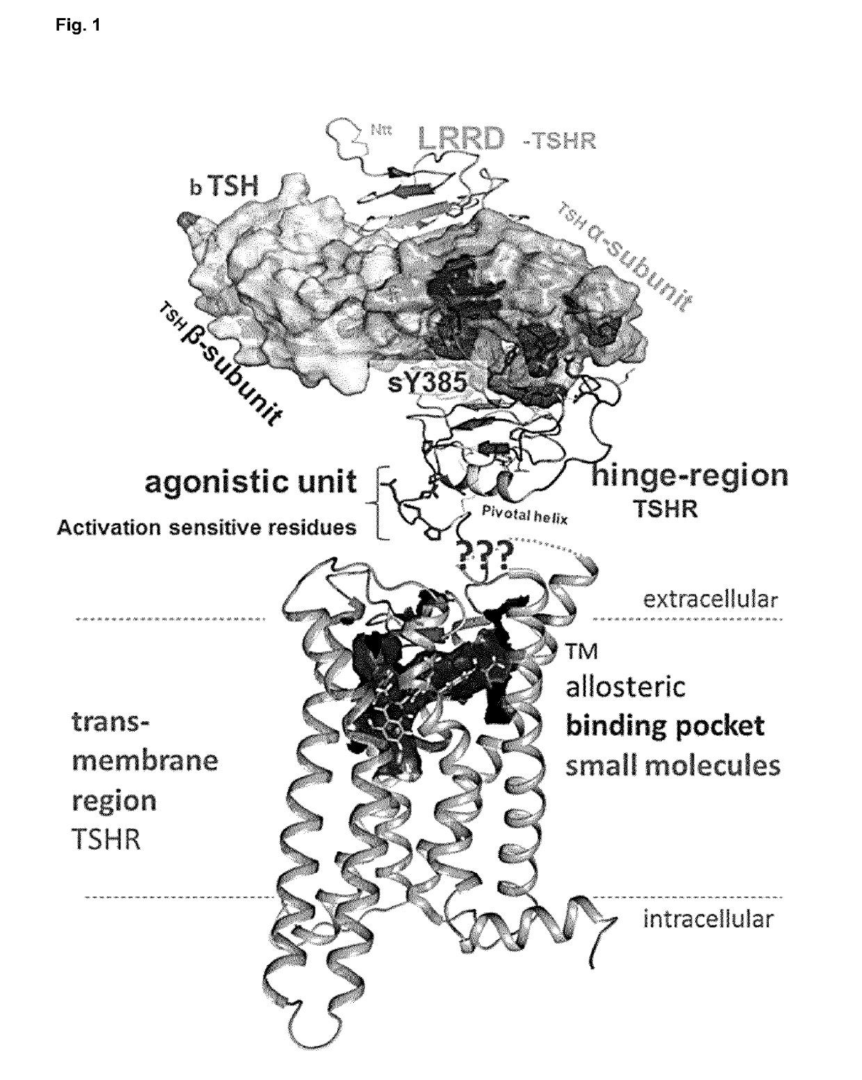 Antagonists of the thyroid-stimulating hormone receptor (TSHR)