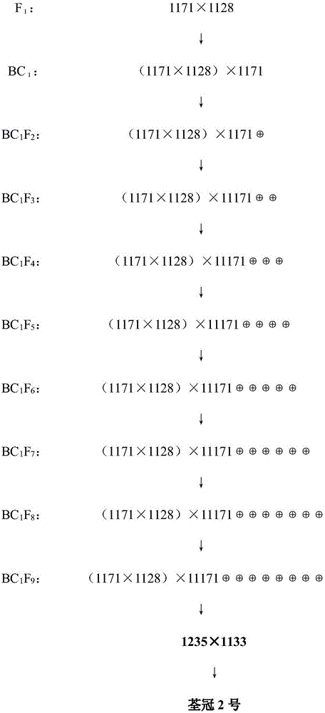 Breeding method of vineless Cucurbita moschata Duch and application thereof