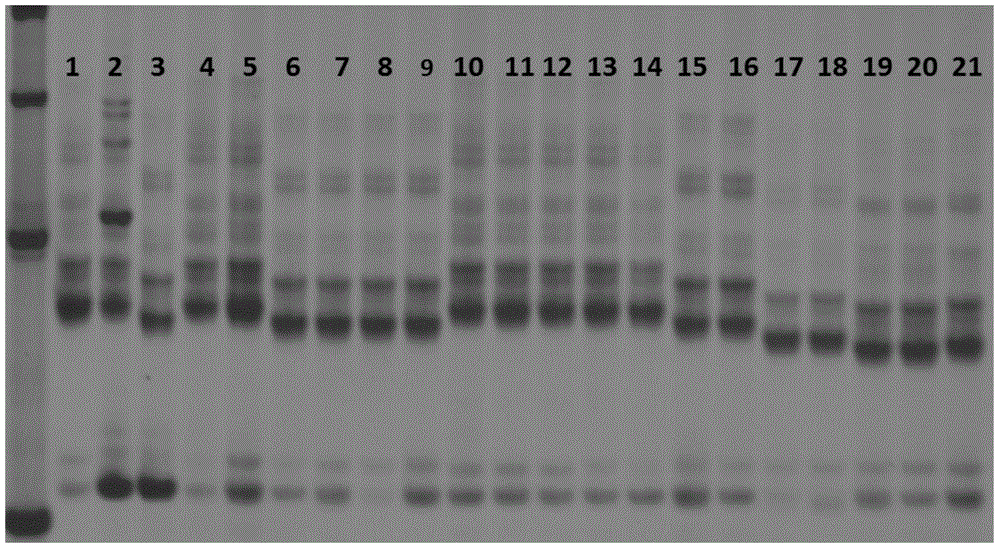 SSR primer group and method for malt variety identification by virtue of primer group