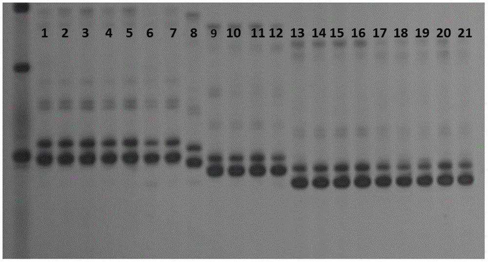 SSR primer group and method for malt variety identification by virtue of primer group