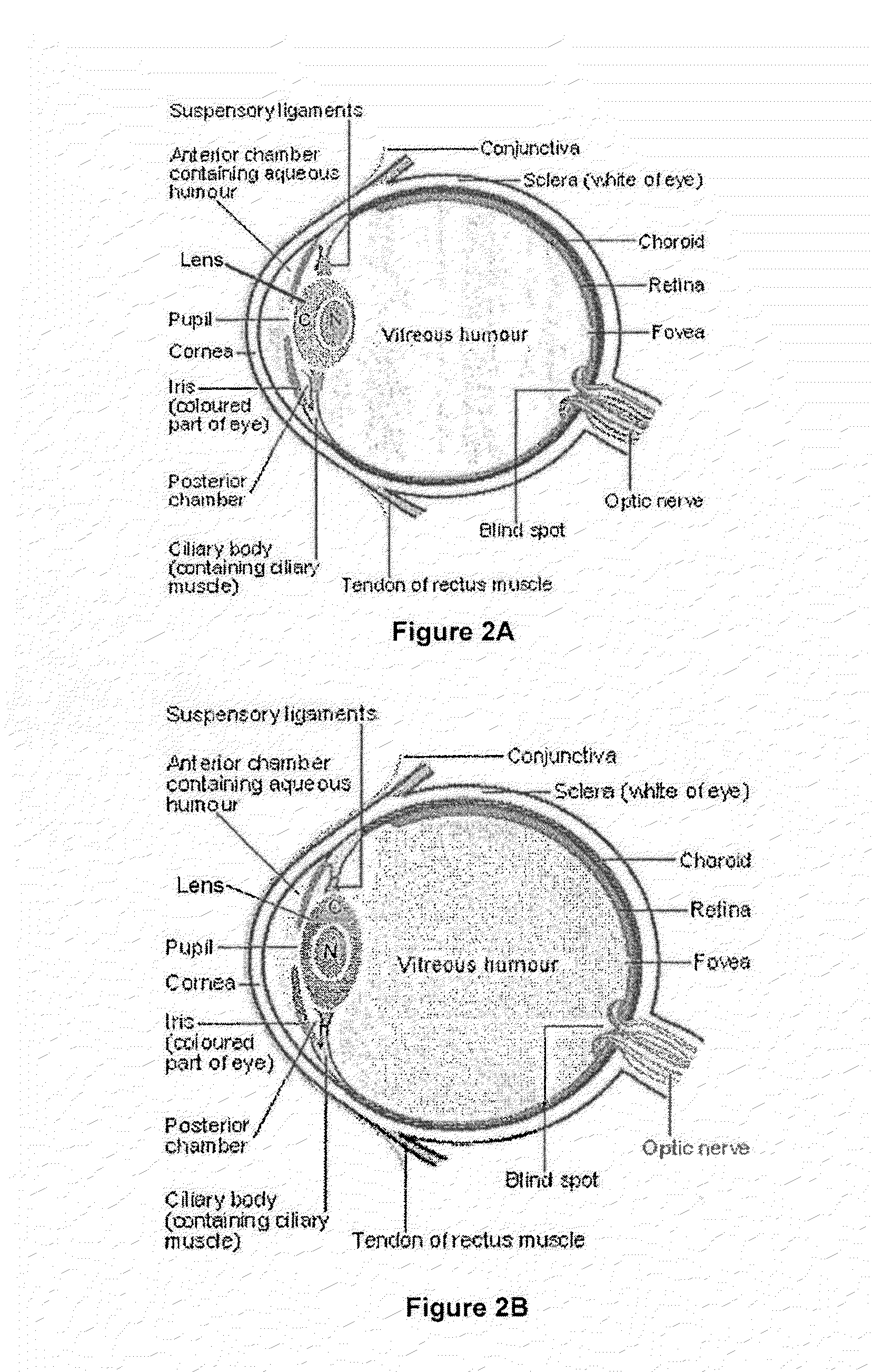 Dithiol Compounds, Derivatives, and Uses Therefor