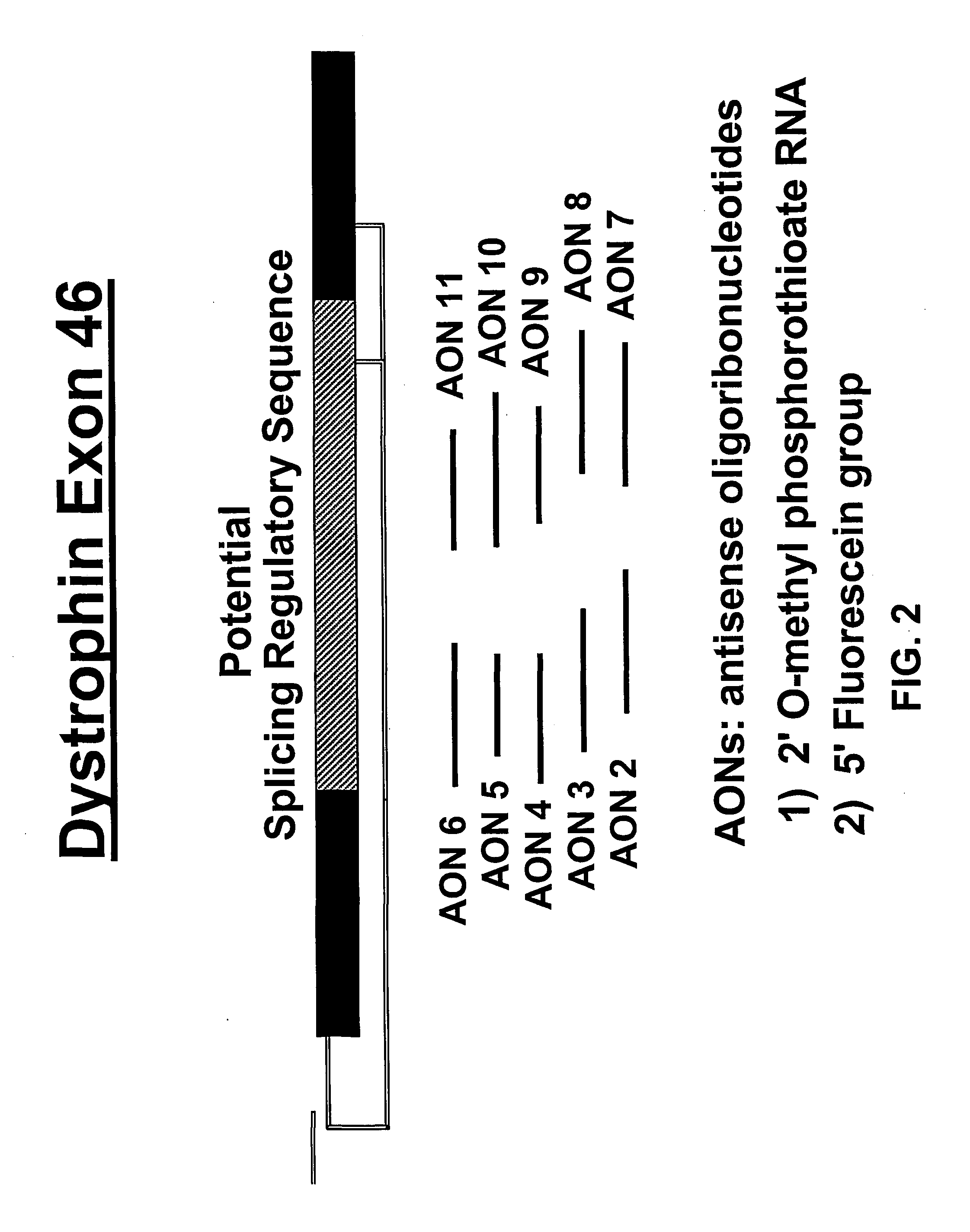 Induction of exon skipping in eukaryotic cells