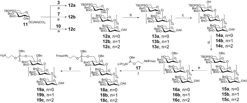 Beta-1,2-D-oligomeric mannoprotein conjugates and preparation method and application thereof