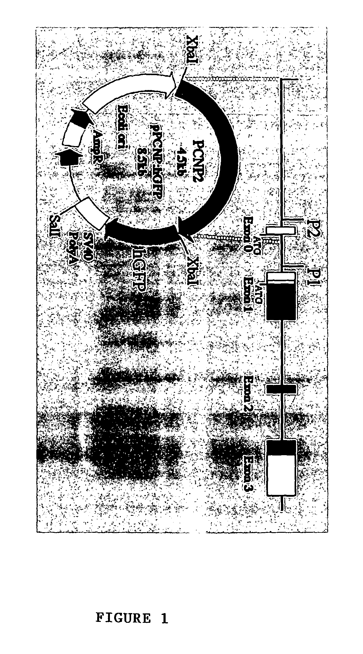 Method for isolating and purifying oligodendrocytes and oligodendrocyte progenitor cells