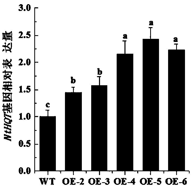 Tobacco chlorogenic acid synthesis gene NtHQT and application thereof