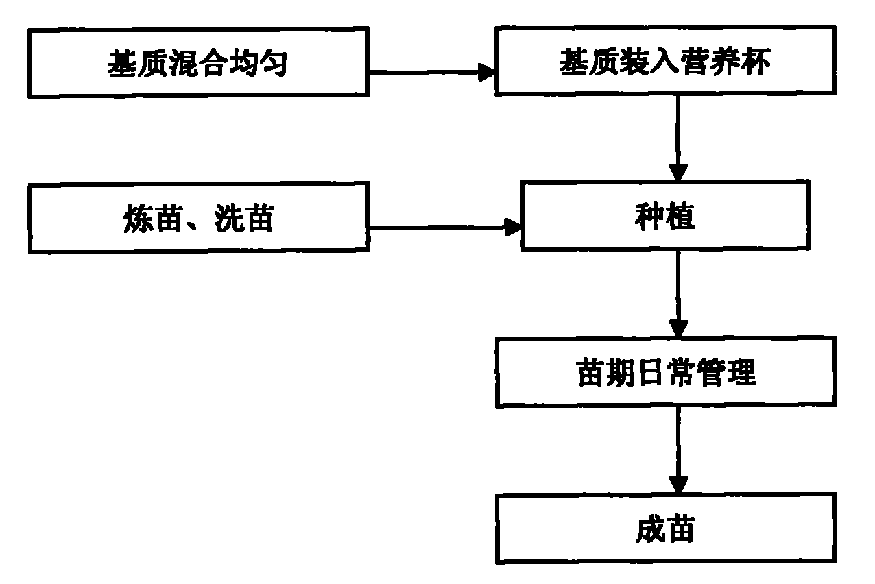 Heeling in technology of tissue culture seedlings of bananas