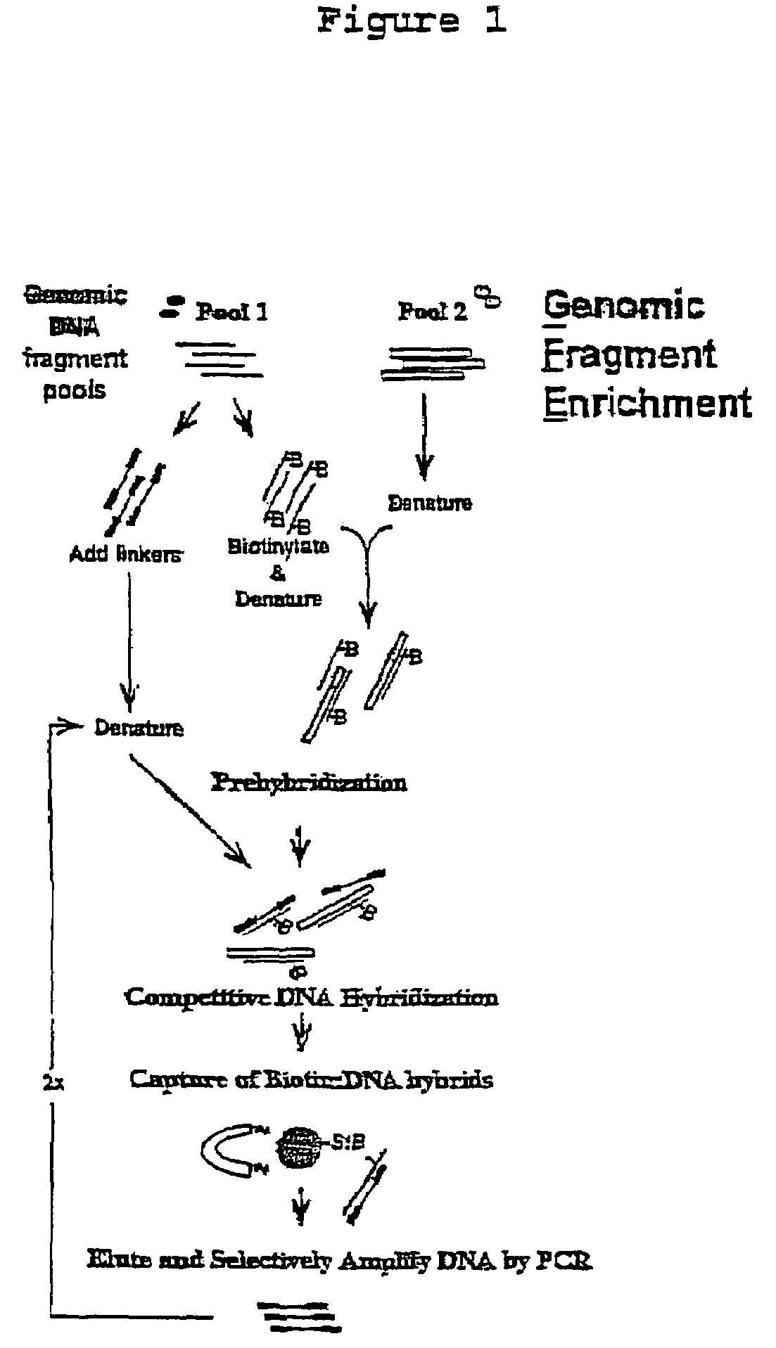 Species-specific primer sets and identification of species-specific DNA sequences using genome fragment enrichment