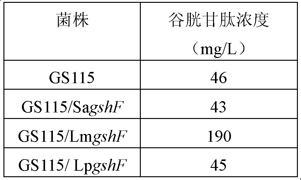 Pichia-pastoris engineering bacterium for producing glutathione