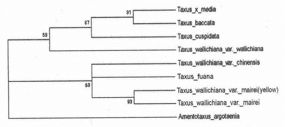 Nucleotide sequence and method used for identifying and differentiating species and varieties of Taxus chinensis