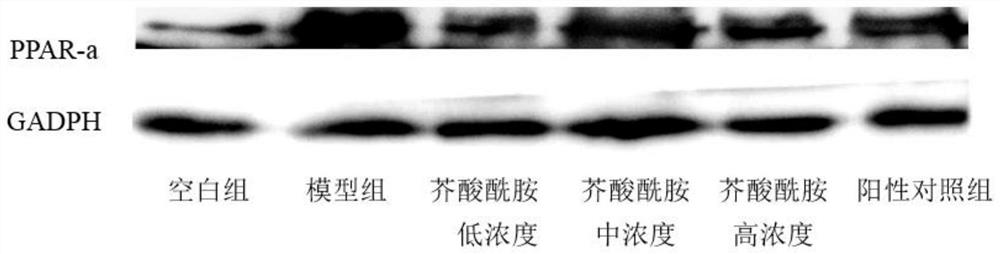 Application of erucamide in preparation of medicine for treating myocardial injury