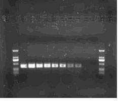 Molecular standard sample of rape stem canker pathogen and its preparation method