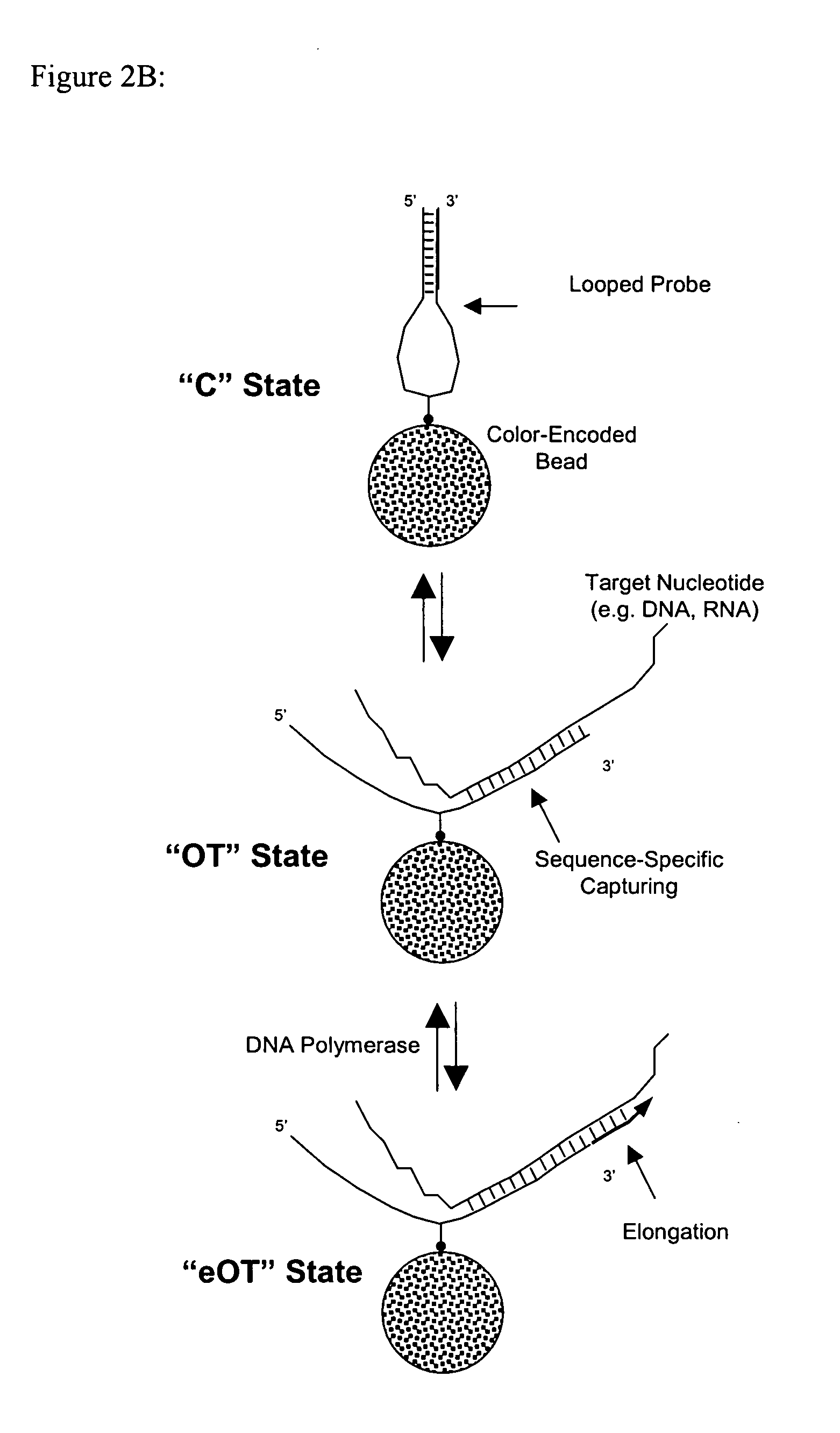 Probe density considerations and elongation of self-complementary looped probes where probes are attached to a solid phase