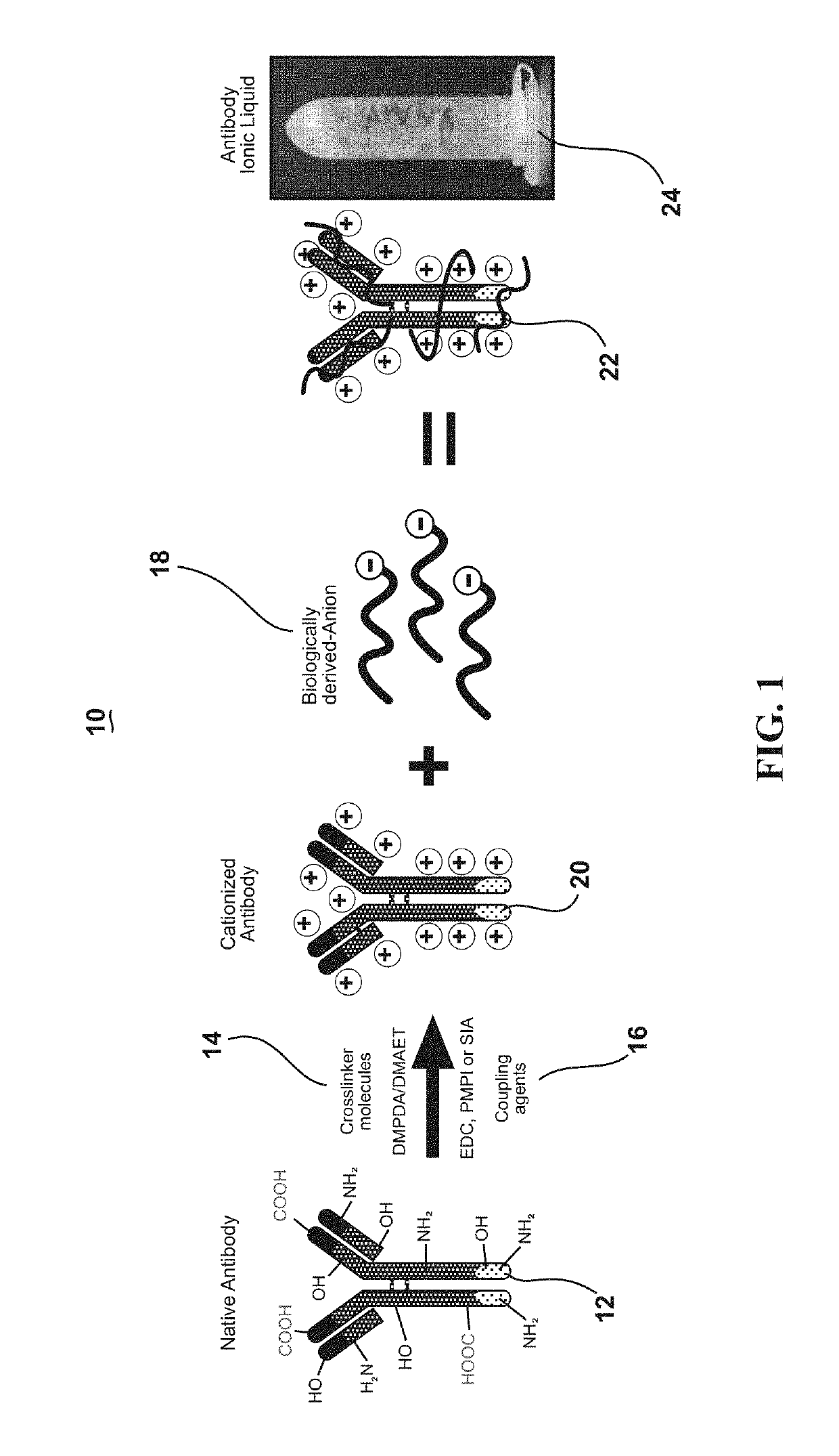 Ultra-stable protein ionic liquids