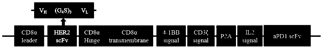 Chimeric antigen receptor targeting HER2, expression vector and application thereof