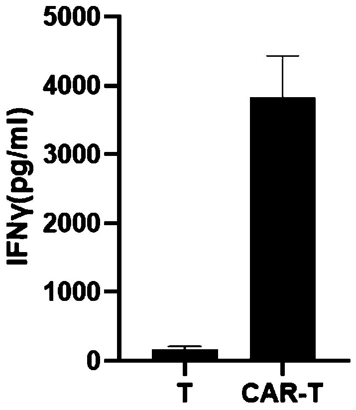 Chimeric antigen receptor targeting HER2, expression vector and application thereof