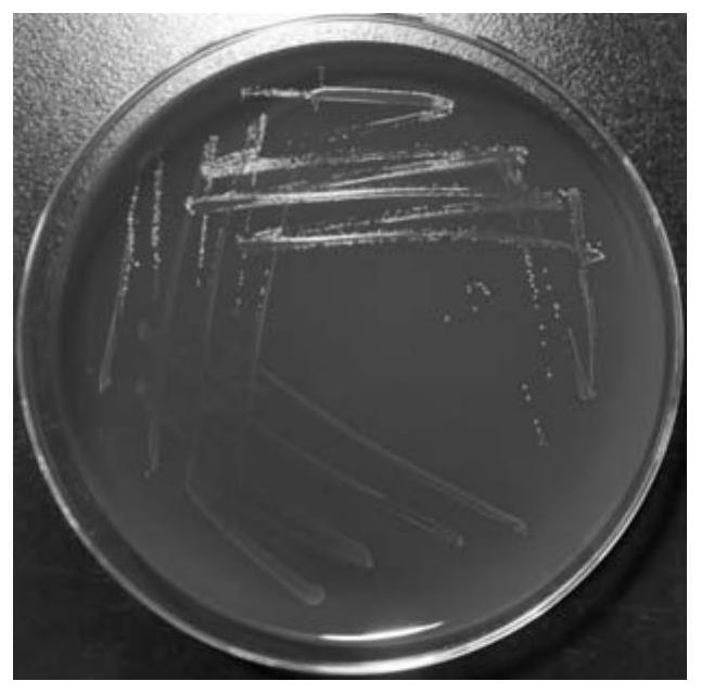 Pediococcus acidilactici for improving production performance and immune level of broiler chickens and screening method and application thereof