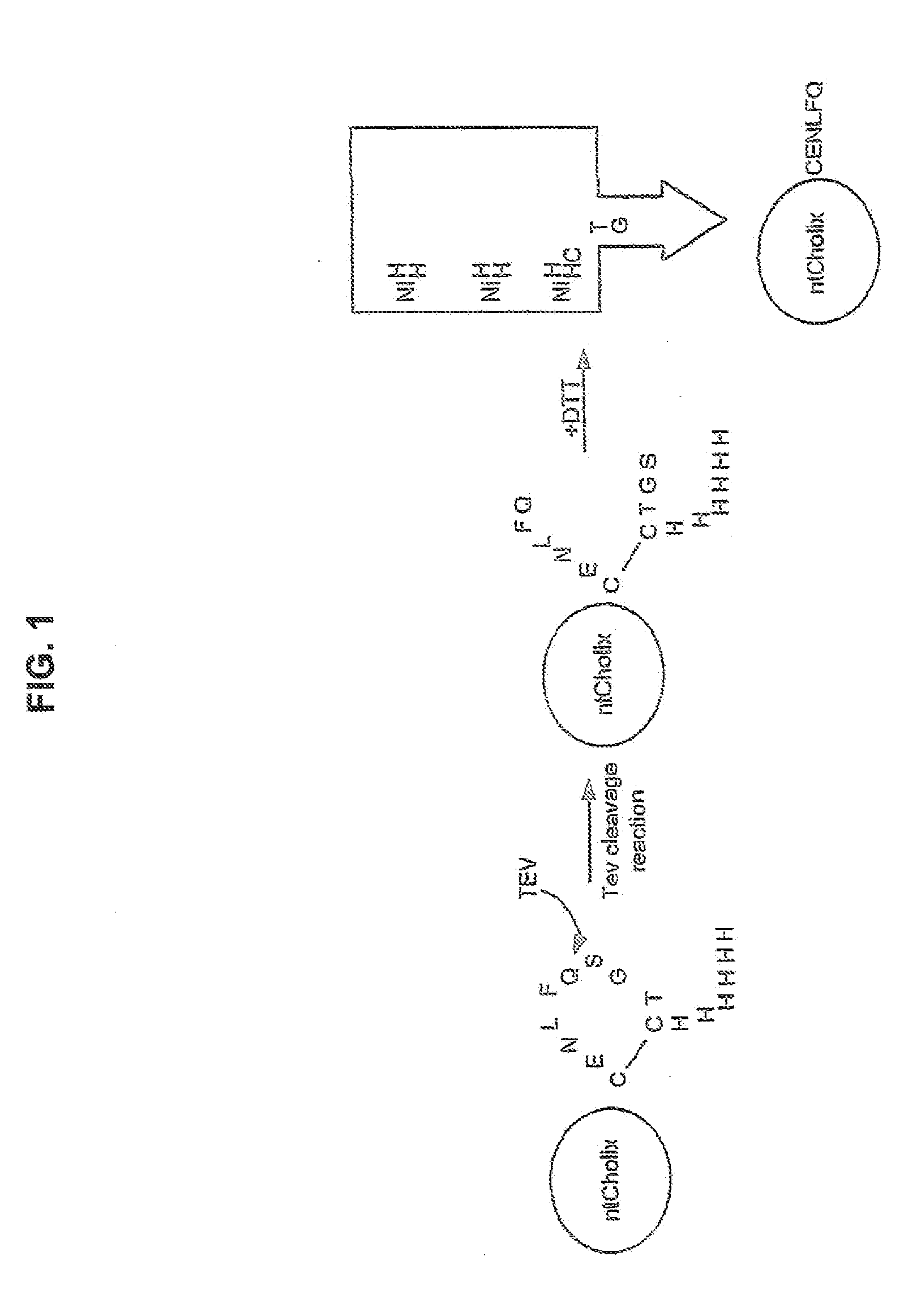 Systems and methods of delivery of bioactive agents using bacterial toxin-derived transport sequences