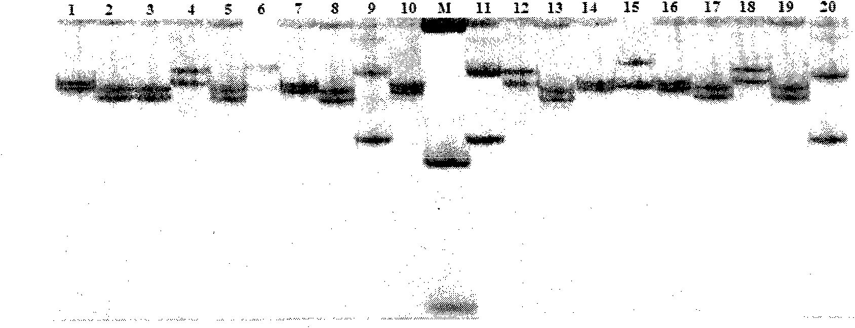 Method for detecting ES15 microsatellite markers of Chinese shrimps