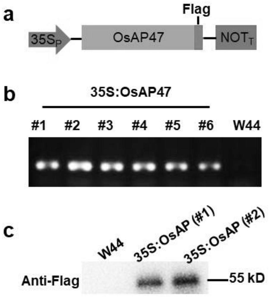 Oryza sativa resistance related gene and application thereof