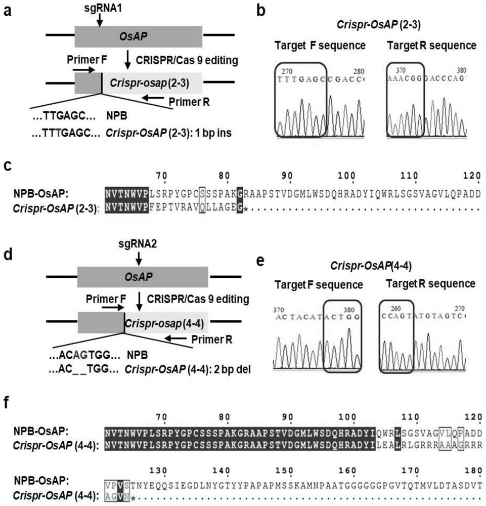 Oryza sativa resistance related gene and application thereof