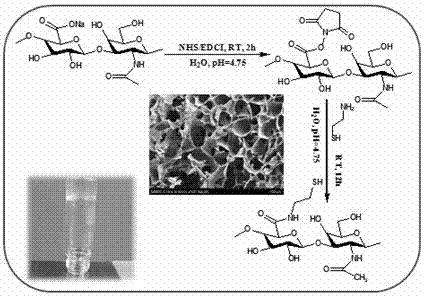 Preparation method and application of a kind of thiol/disulfide bond controllable self-crosslinking hyaluronic acid hydrogel