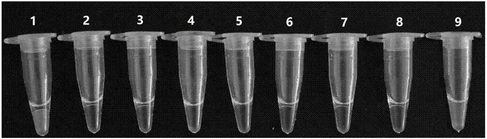 Visualized rapid detection kit for carp dropsy virus and detection method thereof