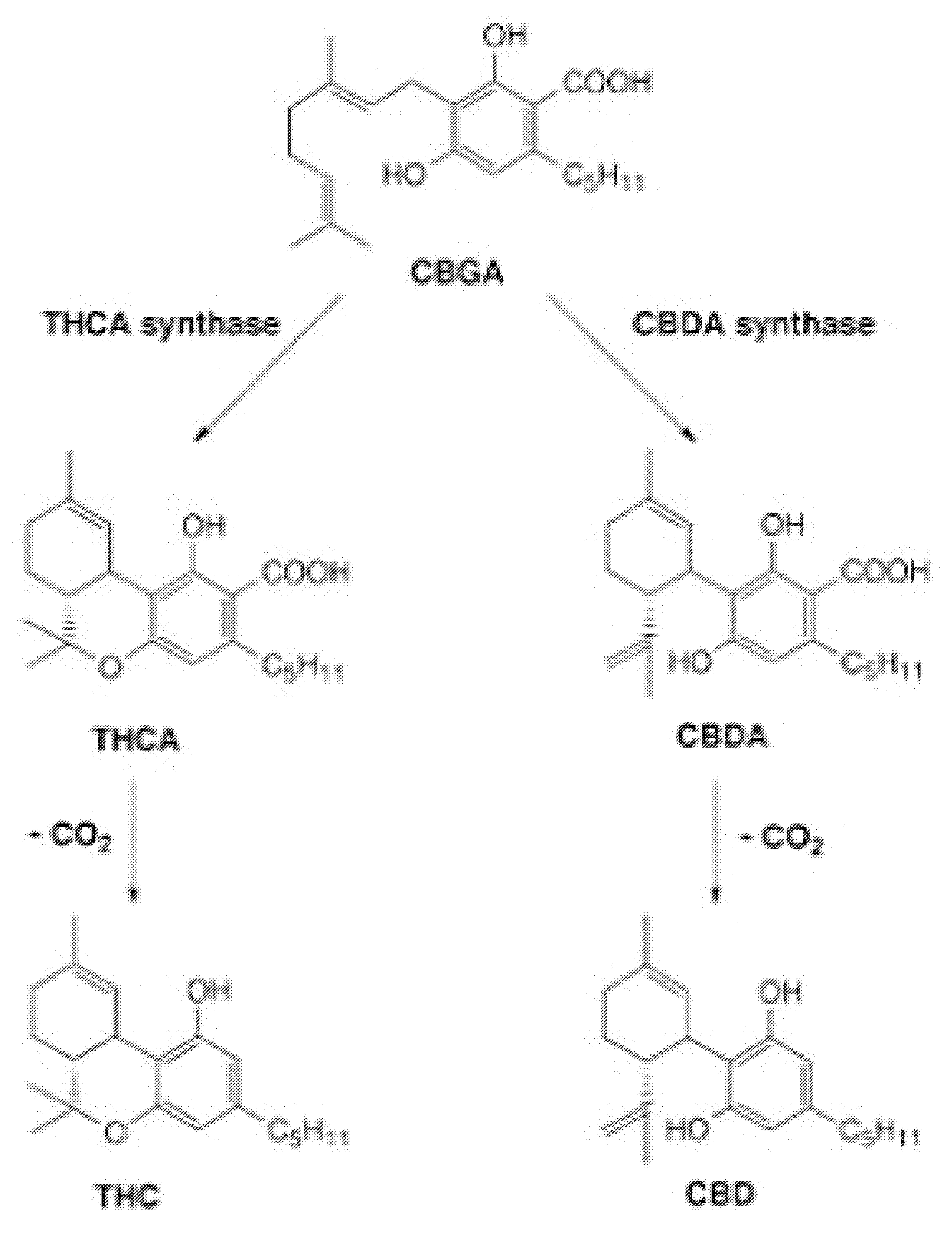 Pharmaceutical Composition Comprising Cannabinoids