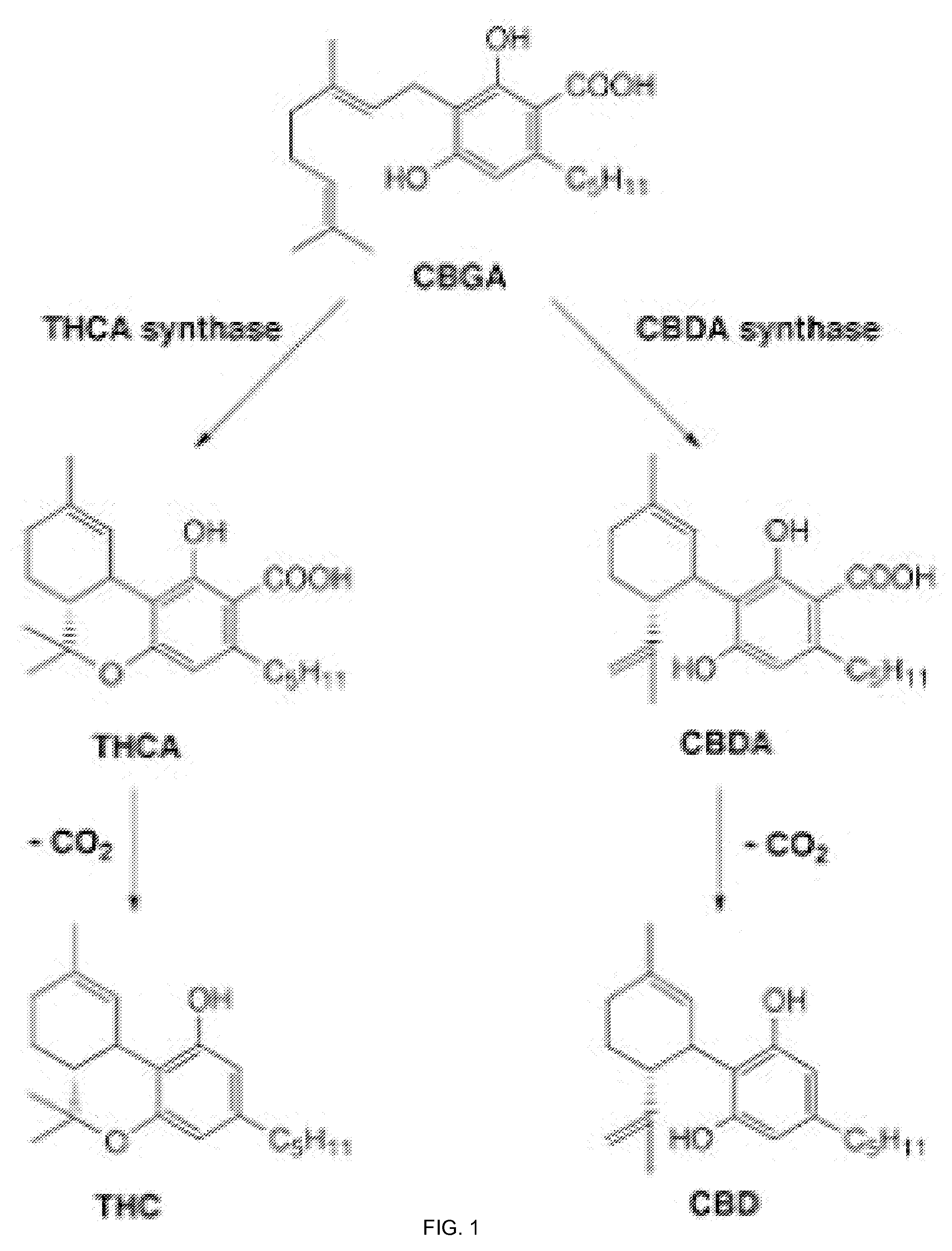 Pharmaceutical Composition Comprising Cannabinoids