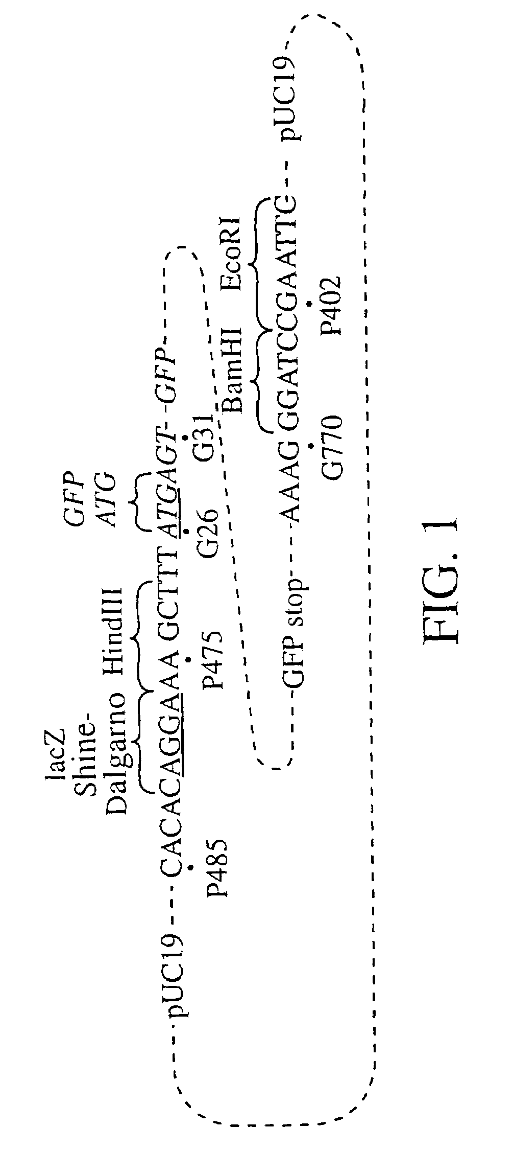 Novel fluorescent proteins