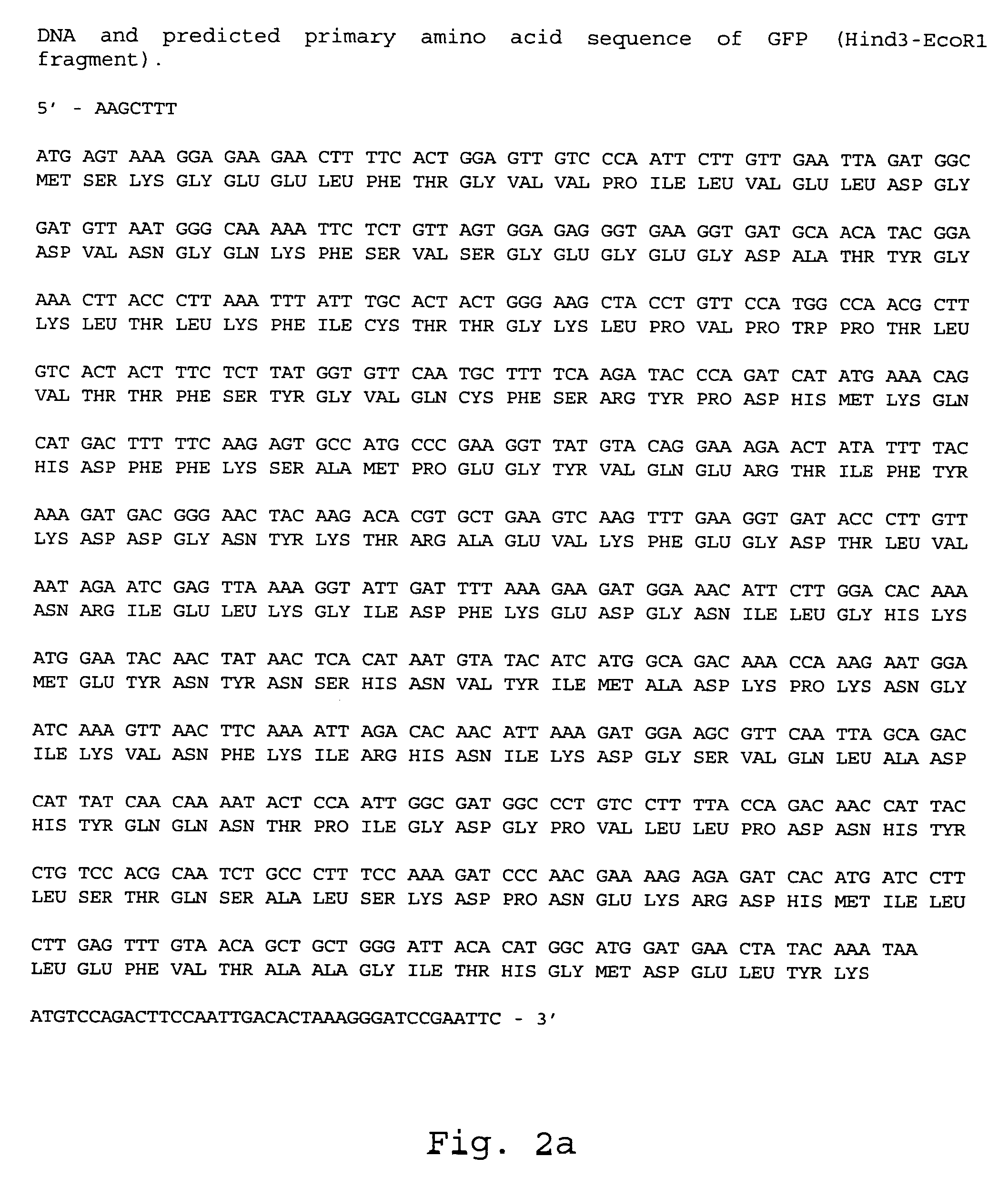 Novel fluorescent proteins