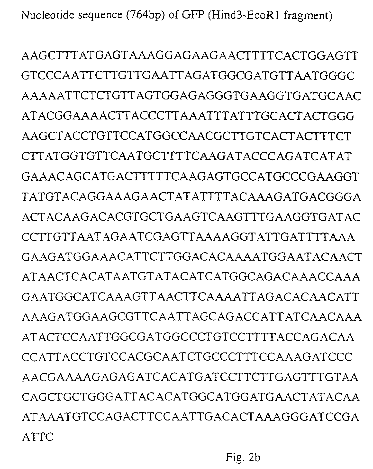 Novel fluorescent proteins