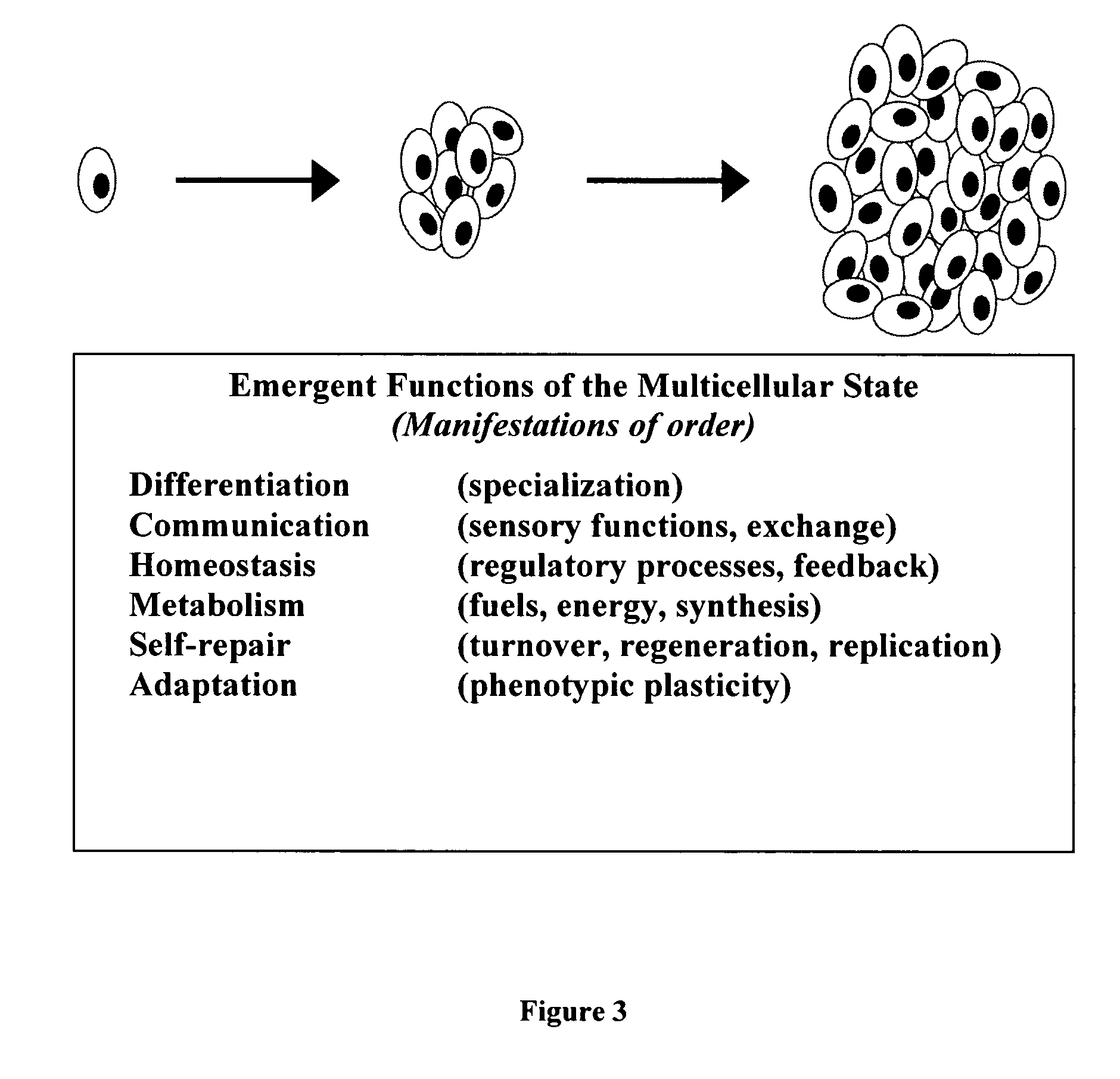 Method, system, and apparatus for virtual modeling of biological tissue with adaptive emergent functionality