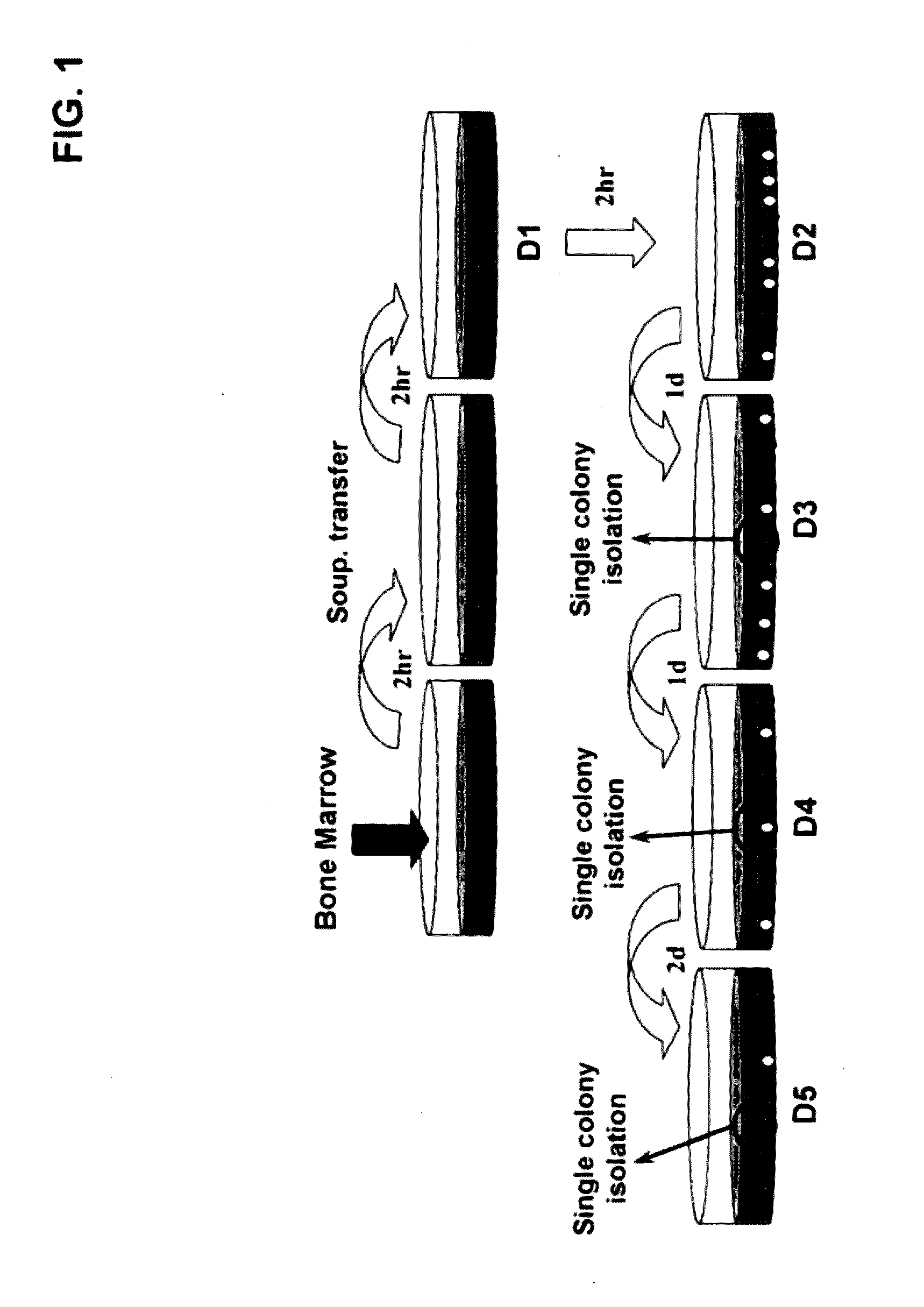 Method for treating pancreatitis with mesenchymal stem cells