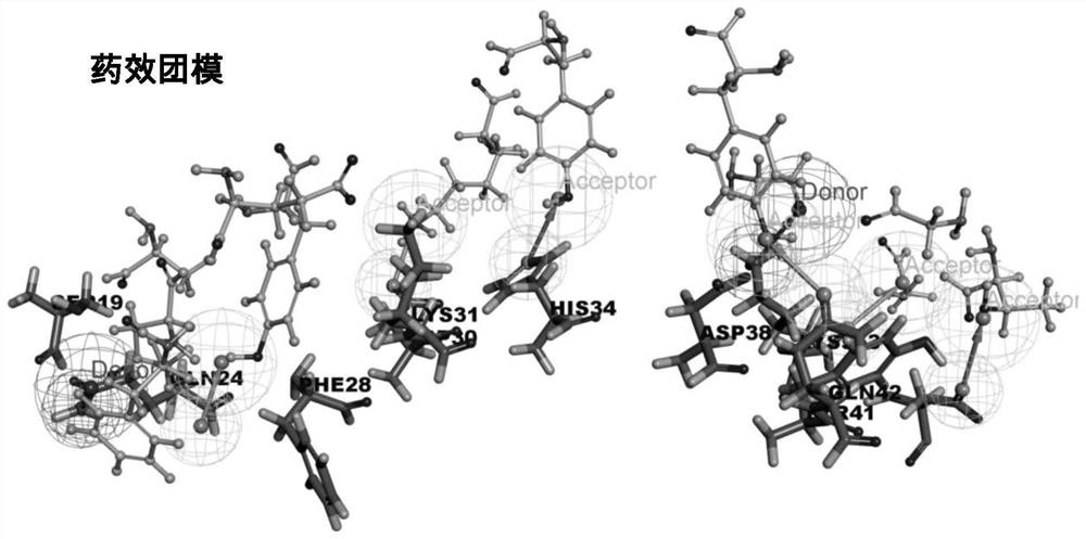 Screening method of small-molecule inhibitor of COVID-19 spinous process protein, active molecule screened by screening method and application of small-molecule inhibitor