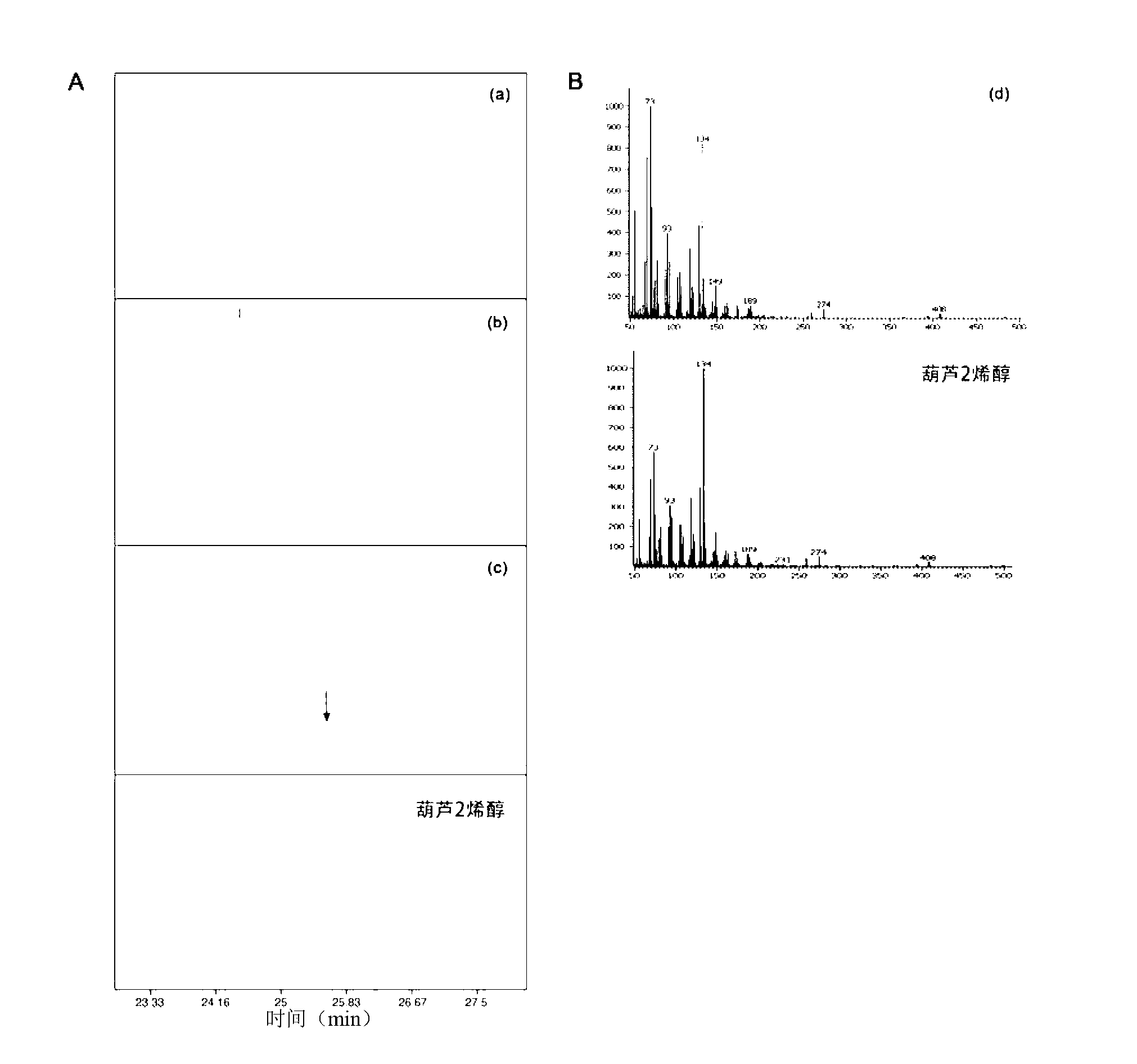 SNP (Single Nucleotide Polymorphism) marker related to bitter character of cucumber and application of SNP marker