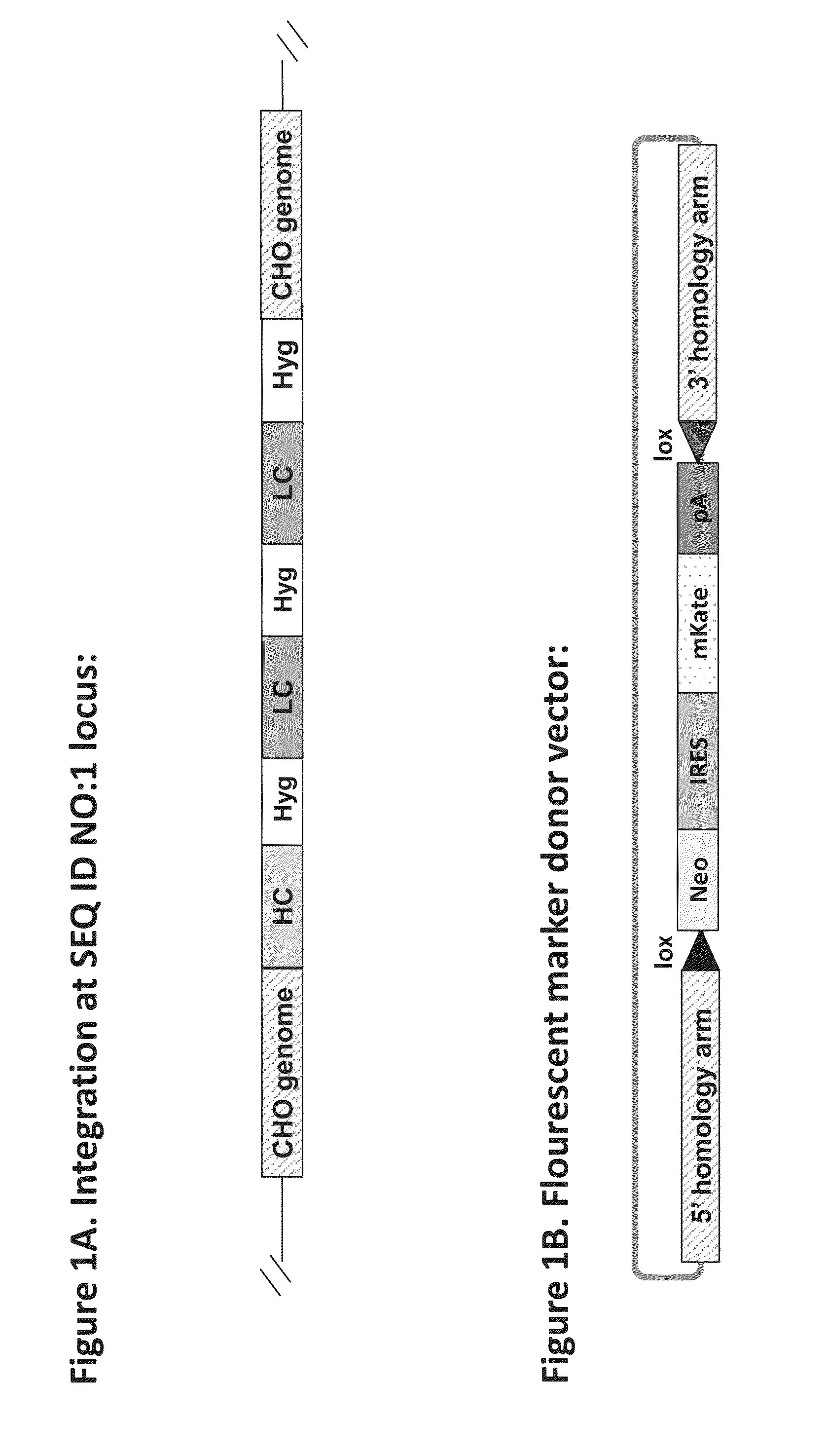 Novel cho integration sites and uses thereof