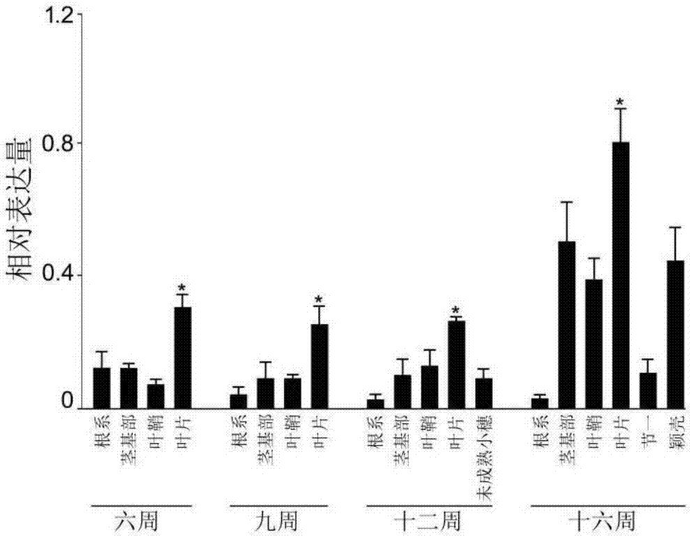 Genetic engineering application of rice gene ORYsa;SIZ2