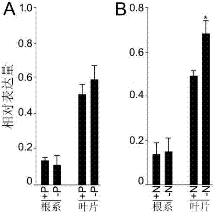 Genetic engineering application of rice gene ORYsa;SIZ2