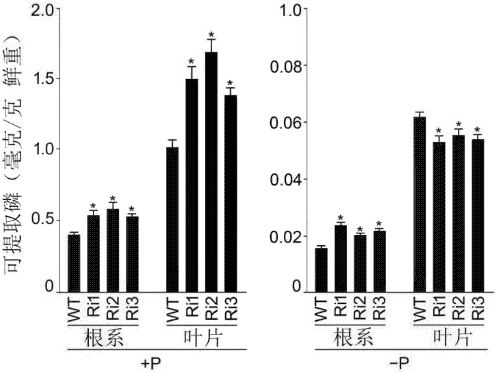 Genetic engineering application of rice gene ORYsa;SIZ2