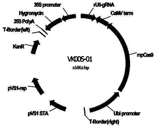 Application of OsRBR2 gene to development of rice male sterile line