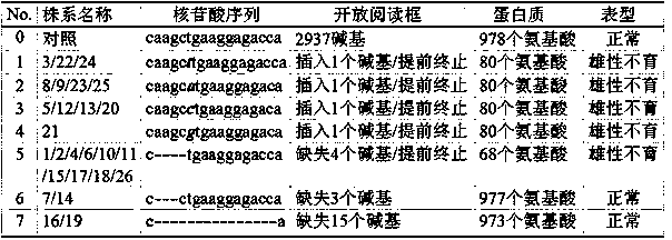 Application of OsRBR2 gene to development of rice male sterile line