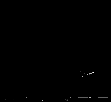 Photocatalytic titanium dioxide, graphene oxide and straw composite adsorbent and preparing method and application thereof