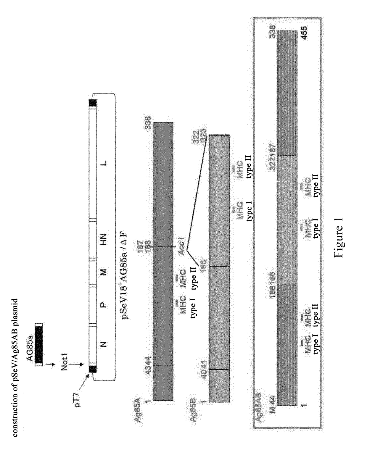 Anti-mycobacterium tuberculosis vaccine using sendai virus as vector