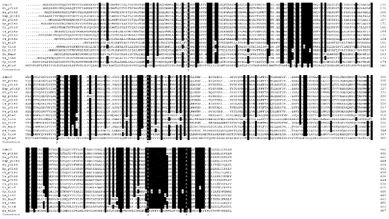 Sodium/hydrogen antiporter gene sdmlt of Bacillus halophilus and its identification