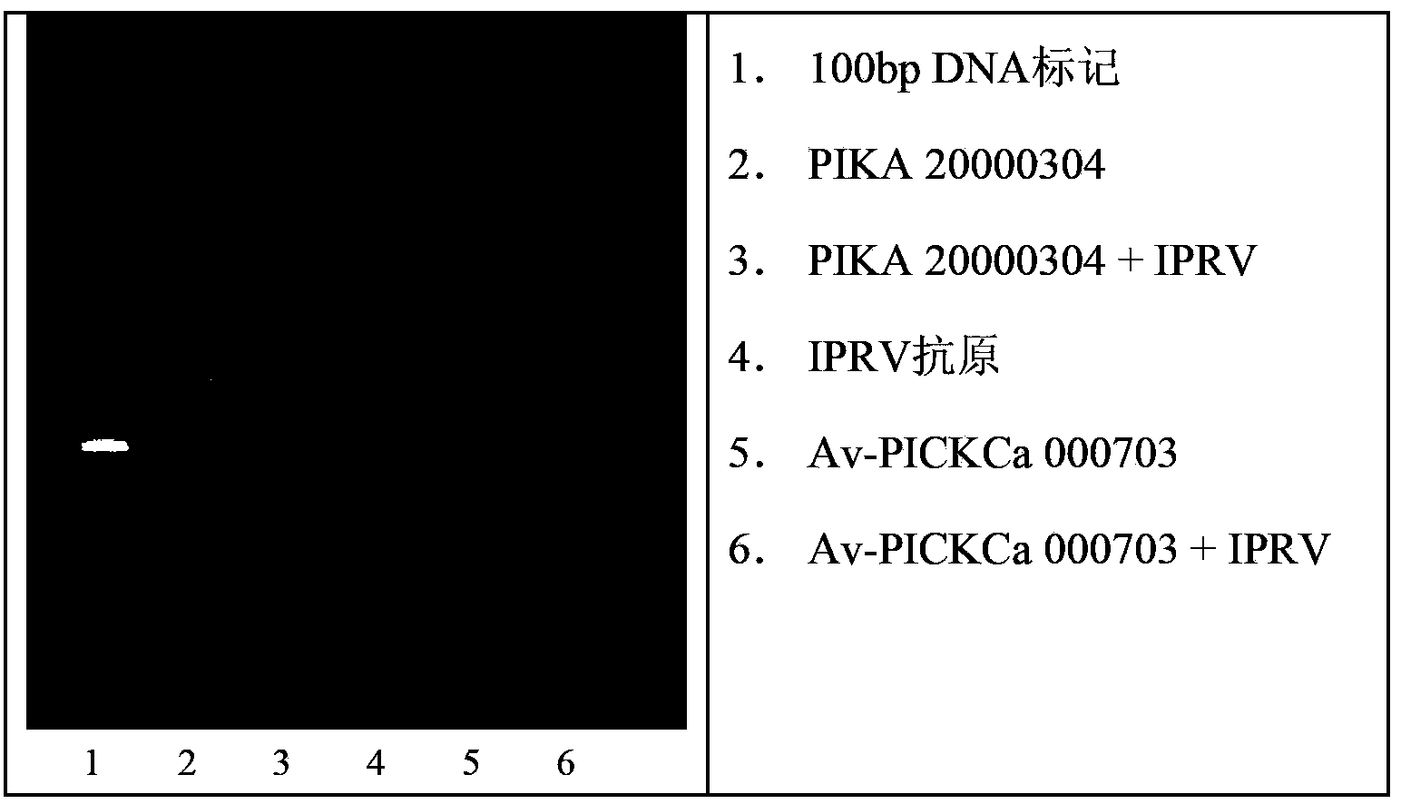 Polyinosinic acid-polycytidylic acid dominated adjuvant