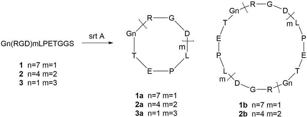 Method for synthesizing cyclic peptides through enzyme method